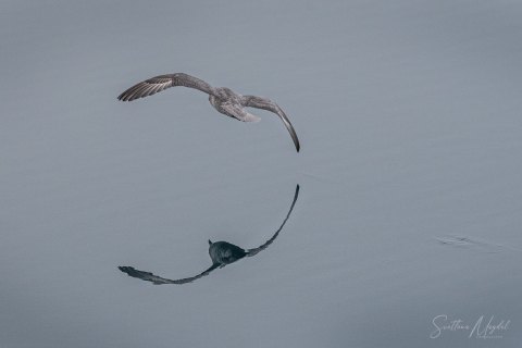 06. SVLD_SM01829 
Svalbard, Norway, July 2023
MV Freya Expedition ; 
Alkefjellet Bird Cliff ,
Birds and reflections