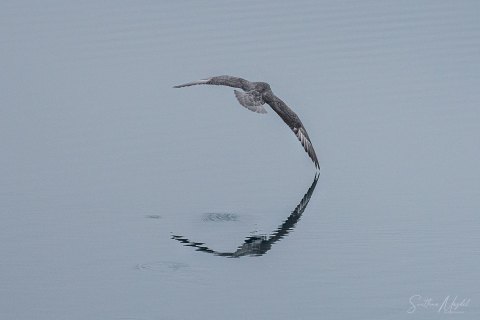 06. SVLD_SM01832 
Svalbard, Norway, July 2023
MV Freya Expedition ; 
Birds and reflections