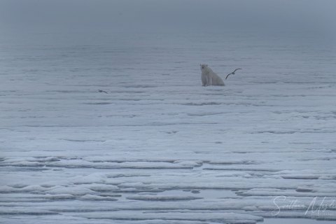03. SVLD_SM01936 
Svalbard, Norway, July 2023
MV Freya Expedition ; 
 Vaigattbogen, 
Polar bear mother with a cub on ice from far