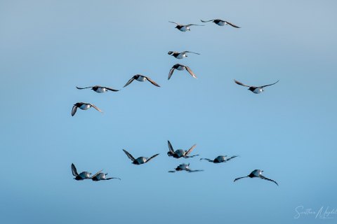 06. SVLD_SM01985 
Svalbard, Norway, July 2023
MV Freya Expedition ; 
Birds and reflections