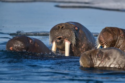 02. SVLD_SM02556 
Svalbard, Norway, July 2023
MV Freya Expedition ; 
Zodiac Cruise, 
Vibebuhta, Walruses colony, curious youngsters