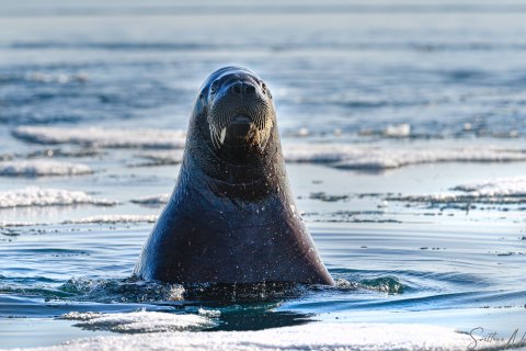 02. SVLD_SM02650 
Svalbard, Norway, July 2023
MV Freya Expedition ; 
Zodiac Cruise, 
Vibebuhta, Walruses colony