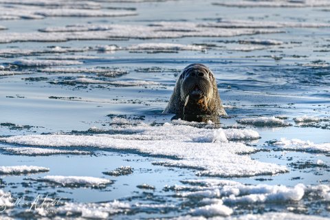02. SVLD_SM02660 
Svalbard, Norway, July 2023
MV Freya Expedition ; 
Zodiac Cruise, 
Vibebuhta, Walruses colony, curious youngsters