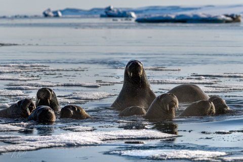 02. SVLD_SM02666 
Svalbard, Norway, July 2023
MV Freya Expedition ; 
Zodiac Cruise, 
Vibebuhta, Walruses colony, curious youngsters