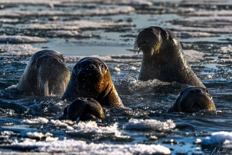 02. SVLD_SM02690 
Svalbard, Norway, July 2023
MV Freya Expedition ; 
Zodiac Cruise, 
Vibebuhta, Walruses colony, curious youngsters