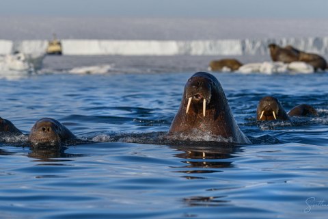 02. SVLD_SM02771 
Svalbard, Norway, July 2023
MV Freya Expedition ; 
Zodiac Cruise, 
Vibebuhta, Walruses colony, curious youngsters