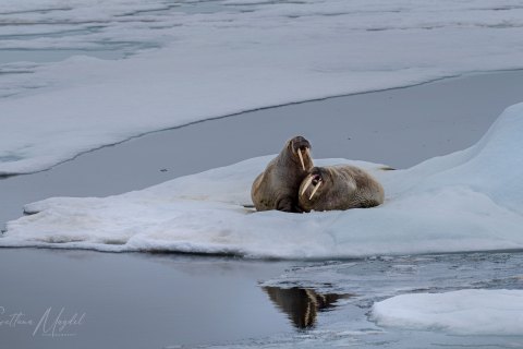 02. SVLD_SM03008 
Svalbard, Norway, July 2023
MV Freya Expedition ; 
Zodiac Cruise, 
 Walruses mother with a calve