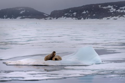 02. SVLD_SM03025 
Svalbard, Norway, July 2023
MV Freya Expedition ; 
Zodiac Cruise, 
 Walruses mother with a calve