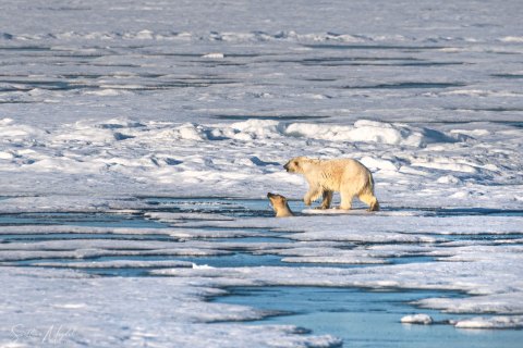 03. SVLD_SM03279.1 
Svalbard, Norway, July 2023
MV Freya Expedition ; 
 Vaigattbogen,  Blue ice
Two young Polar bears cubs playing