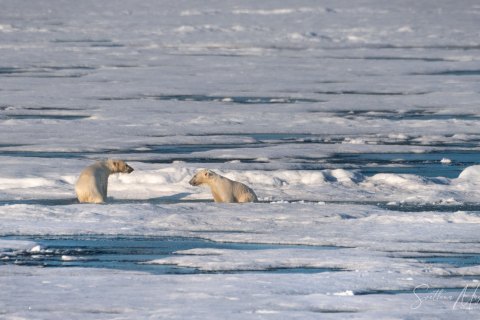 03. SVLD_SM03660 
Svalbard, Norway, July 2023
MV Freya Expedition ; 
 Vaigattbogen,  Blue ice
Two young Polar bears cubs swimming