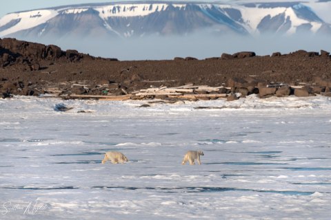 03. SVLD_SM03824 
Svalbard, Norway, July 2023
MV Freya Expedition ; 
 Vaigattbogen,  Blue ice
Two young Polar bears cubs playing