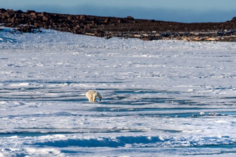 03. SVLD_SM04144 
Svalbard, Norway, July 2023
MV Freya Expedition ; 
 Vaigattbogen,  Blue ice
Two young Polar bears cubs swimming