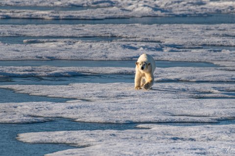 03. SVLD_SM04369 
Svalbard, Norway, July 2023
MV Freya Expedition ; 
 Vaigattbogen,  Blue ice
Polar bears cub, walking towards the ship, exploring
