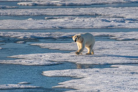 03. SVLD_SM04383 
Svalbard, Norway, July 2023
MV Freya Expedition ; 
 Vaigattbogen,  Blue ice
Polar bears cub, walking towards the ship, exploring