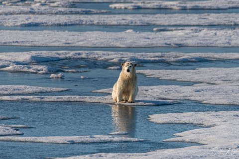 03. SVLD_SM04415 
Svalbard, Norway, July 2023
MV Freya Expedition ; 
 Vaigattbogen,  Blue ice
Polar bears cub, walking towards the ship, exploring