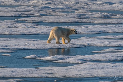 03. SVLD_SM04454 
Svalbard, Norway, July 2023
MV Freya Expedition ; 
 Vaigattbogen,  Blue ice
Polar bear cub, walking towards the ship, exploring