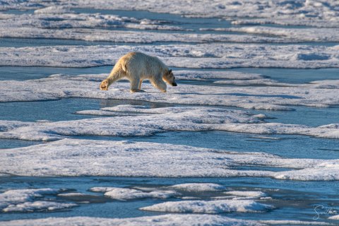 03. SVLD_SM04457 
Svalbard, Norway, July 2023
MV Freya Expedition ; 
 Vaigattbogen,  Blue ice
Polar bear cub, walking towards the ship, exploring