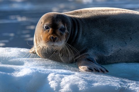 01. SVLD_SM08170 
Svalbard, Norway, July 2023
MV Freya Expedition ; 
Zodiac Cruise, 
Early morning ,  Bearded Seal in front of Kongsvegen glacier