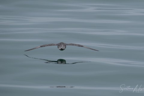 06. SVLD_SM08441 
Svalbard, Norway, July 2023
MV Freya Expedition ; 
Birds and reflections