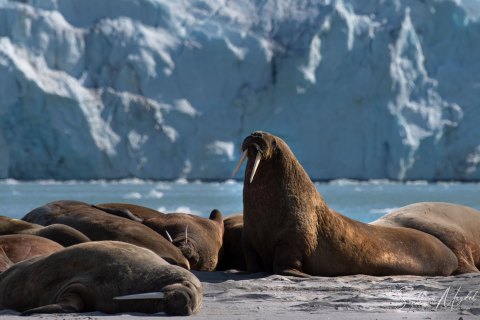 02. SVLD_SM08621 
Svalbard, Norway, July 2023
MV Freya Expedition ; 
Zodiac Cruise, 
Gullybuhta  Magdalenafjorden landing 
Walruses colony on a beach  in front of glassier