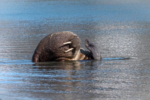 02. SVLD_SM09141 
Svalbard, Norway, July 2023
MV Freya Expedition ; 
Zodiac Cruise, 
Gullybuhta  Magdalenafjorden landing 
Walruses colony on a beach  in front of glassier