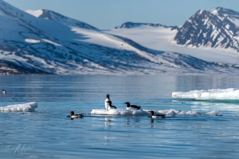 06. SVLD_SM09973 
Svalbard, Norway, July 2023
MV Freya Expedition ; 
Zodiac Cruise, 
Little auks