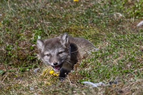 04. SVLD_SVM0113 
Svalbard, Norway, July 2023
MV Freya Expedition ; 
Zodiac Cruising,
Landing to Norde Isfjorden  national park 
Arctic  Foxes