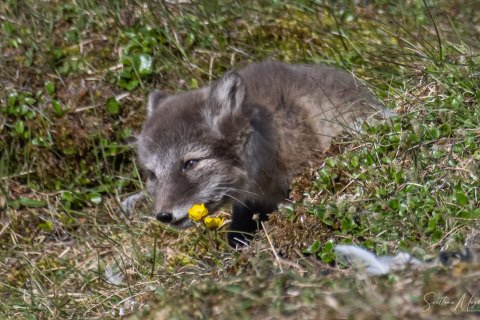 04. SVLD_SVM0116 
Svalbard, Norway, July 2023
MV Freya Expedition ; 
Zodiac Cruising,
Landing to Norde Isfjorden  national park 
Arctic  Foxes