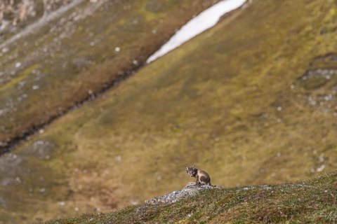 04. SVLD_SVM0294 
Svalbard, Norway, July 2023
MV Freya Expedition ; 
Zodiac Cruising,
Landing to Norde Isfjorden  national park 
Arctic  Foxes