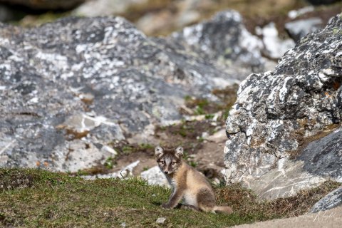 04. SVLD_SVM0817 
Svalbard, Norway, July 2023
MV Freya Expedition ; 
Zodiac Cruising,
Landing to Norde Isfjorden  national park 
Arctic  Foxes