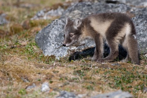 04. SVLD_SVM1407 
Svalbard, Norway, July 2023
MV Freya Expedition ; 
Zodiac Cruising,
Landing to Norde Isfjorden  national park 
Arctic  Foxes