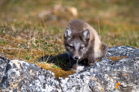 04. SVLD_SVM1501 
Svalbard, Norway, July 2023
MV Freya Expedition ; 
Zodiac Cruising,
Landing to Norde Isfjorden  national park 
Arctic  Foxes