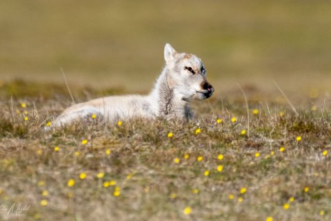 05. SVLD_SVM1621 
Svalbard, Norway, July 2023
MV Freya Expedition ; 
Zodiac Cruising,
Landing to Norde Isfjorden  national park 
Reindeer calf