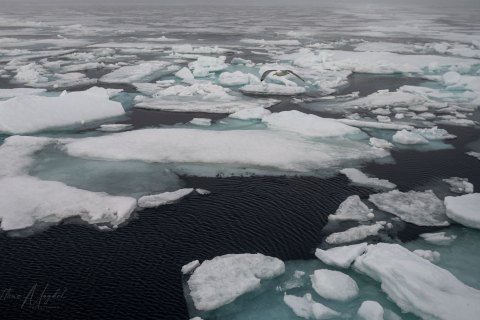 06. SVLD_SVM9075 
Svalbard, Norway, July 2023
MV Freya Expedition ; 
Zodiac Cruise, 
Birds Fishing  in open water broken by Freya