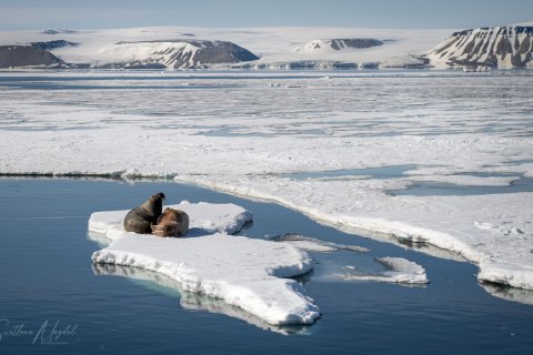 02. SVLD_SVM9317 
Svalbard, Norway, July 2023
MV Freya Expedition ; 
Zodiac Cruise, 
 Walruses mother with a calve