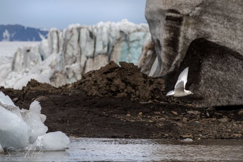 06. SVLD_SVM9681 
Svalbard, Norway, July 2023
MV Freya Expedition ; 
Zodiac Cruise, 
Ivory Gull