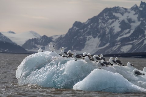 06. SVLD_SVM9735 
Svalbard, Norway, July 2023
MV Freya Expedition ; 
Zodiac Cruise, 
 Glaucous gulls
