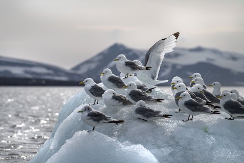 06. SVLD_SVM9737 
Svalbard, Norway, July 2023
MV Freya Expedition ; 
Zodiac Cruise, 
 Glaucous gulls