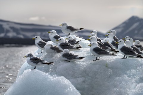 06. SVLD_SVM9738 
Svalbard, Norway, July 2023
MV Freya Expedition ; 
Zodiac Cruise, 
 Glaucous gulls
