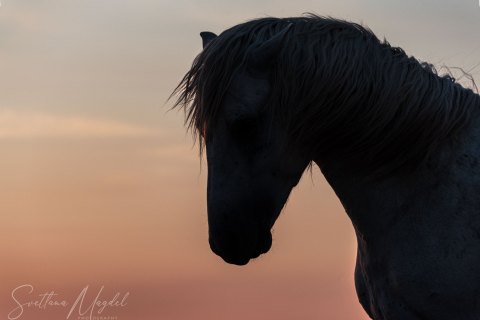 06.FR19_SM00357 
Europe, France, July  2019
Camargue horses, sunset