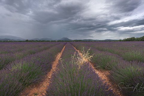 03.FR19_SM06706 
Europe, France, July  2019
Provence, Lavender Fields, sunset