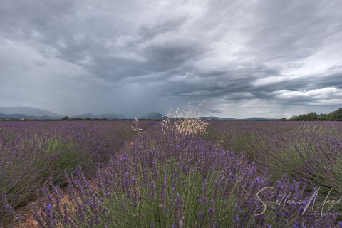 03.FR19_SM06708 
Europe, France, July  2019
Provence, Lavender Fields, sunset
