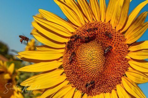 04.FR19_SM06965 
Europe, France, July  2019
Provence, Sunflower Fields