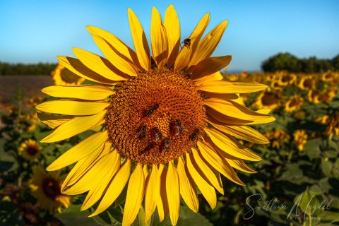 04.FR19_SM06992 
Europe, France, July  2019
Provence, Sunflower Fields