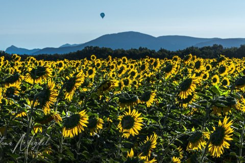 04.FR19_SM07008 
Europe, France, July  2019
Provence, Sunflower Fields