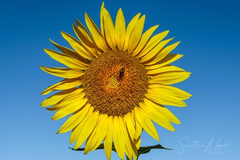 04.FR19_SM07018 
Europe, France, July  2019
Provence, Sunflower Fields
