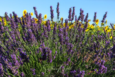 03.FR19_SM07027 
Europe, France, July  2019
Provence, Lavender Fields