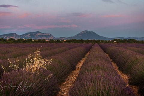 03.FR19_SM07318 
Europe, France, July  2019
Provence, Lavender Fields, sunset