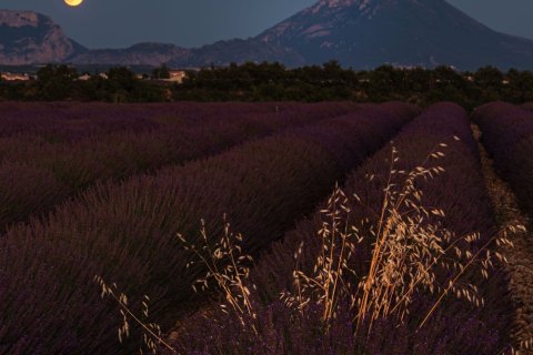 03.FR19_SM07342 
Europe, France, July  2019
Provence, Lavender Fields, sunset