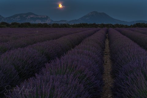 03.FR19_SM07351 
Europe, France, July  2019
Provence, Lavender Fields at night